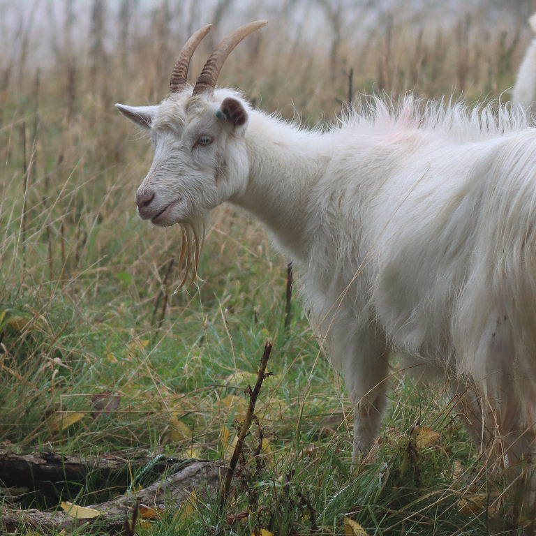 Kashmir Goat