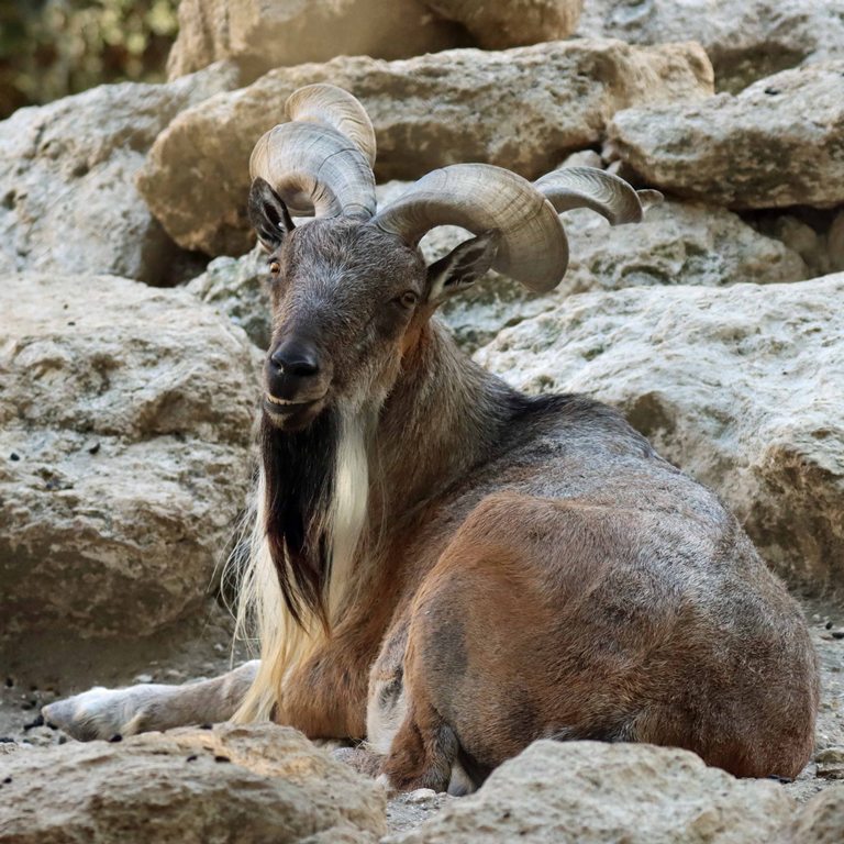 Markhor