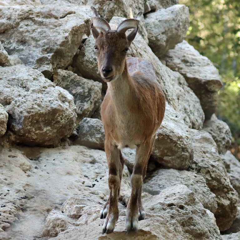 Markhor