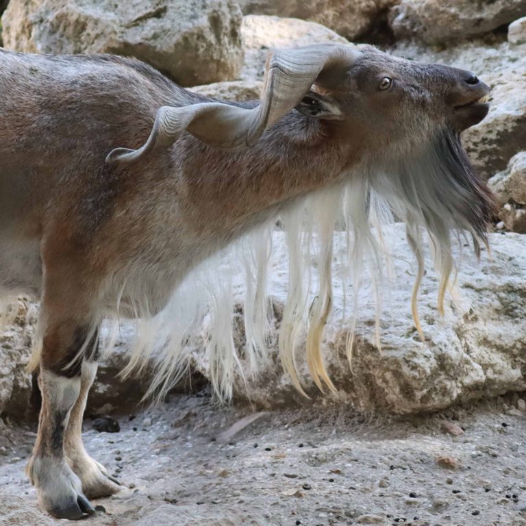 Markhor