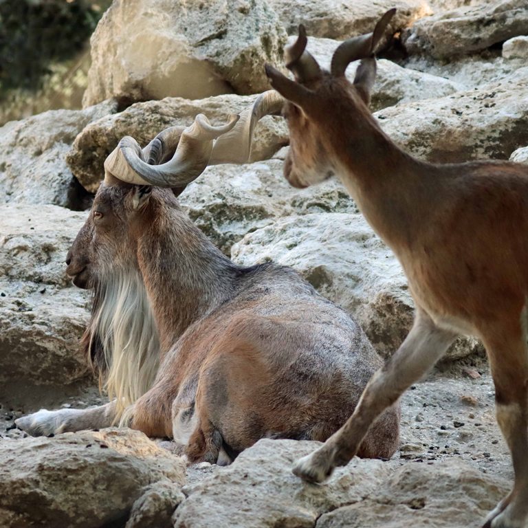 Markhor