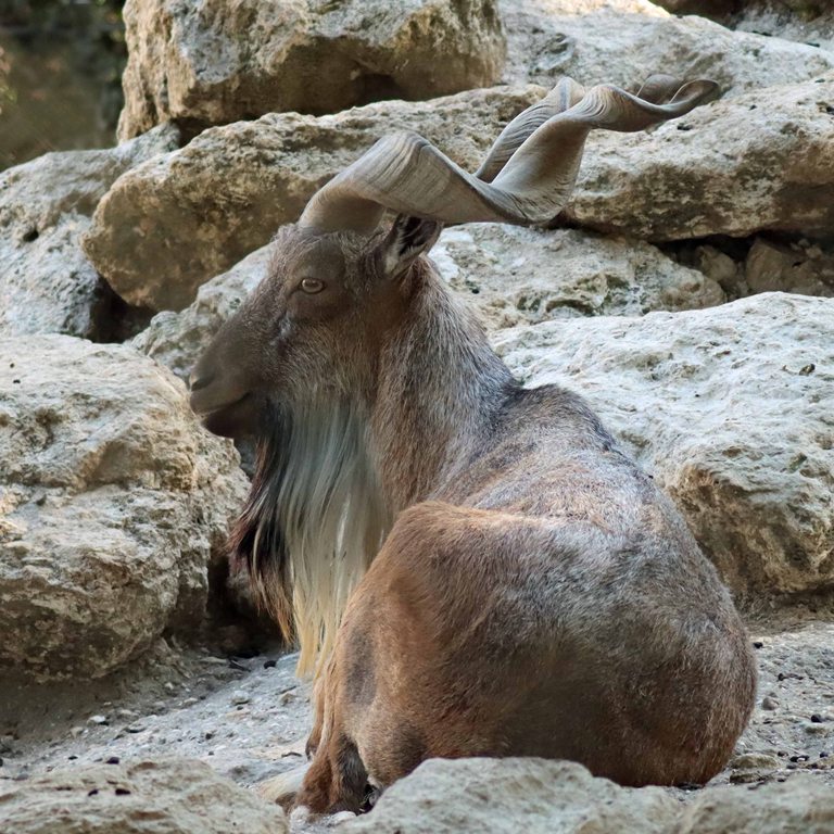 Markhor