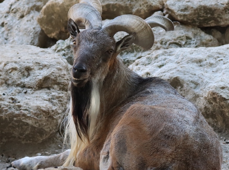 Markhor