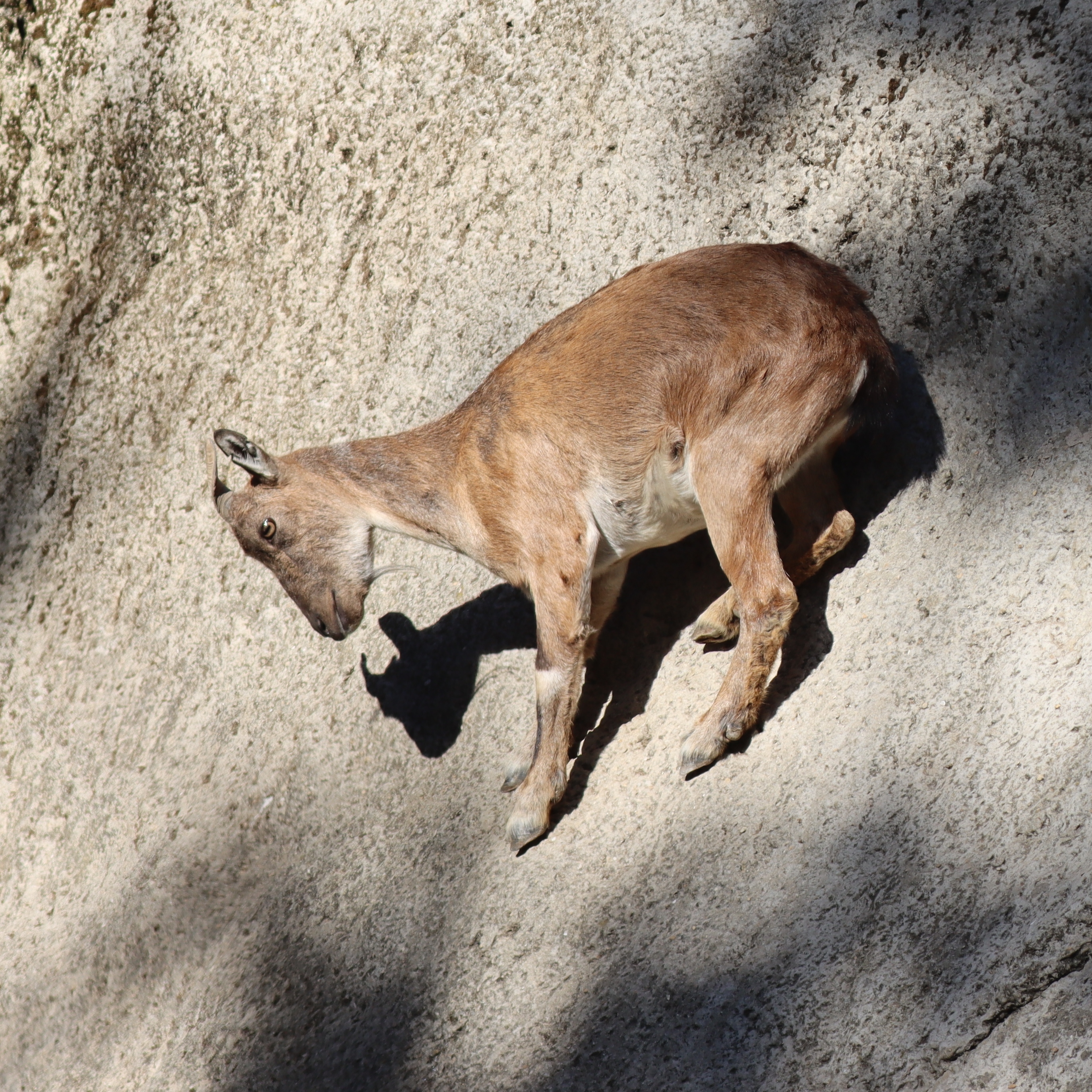 Markhor