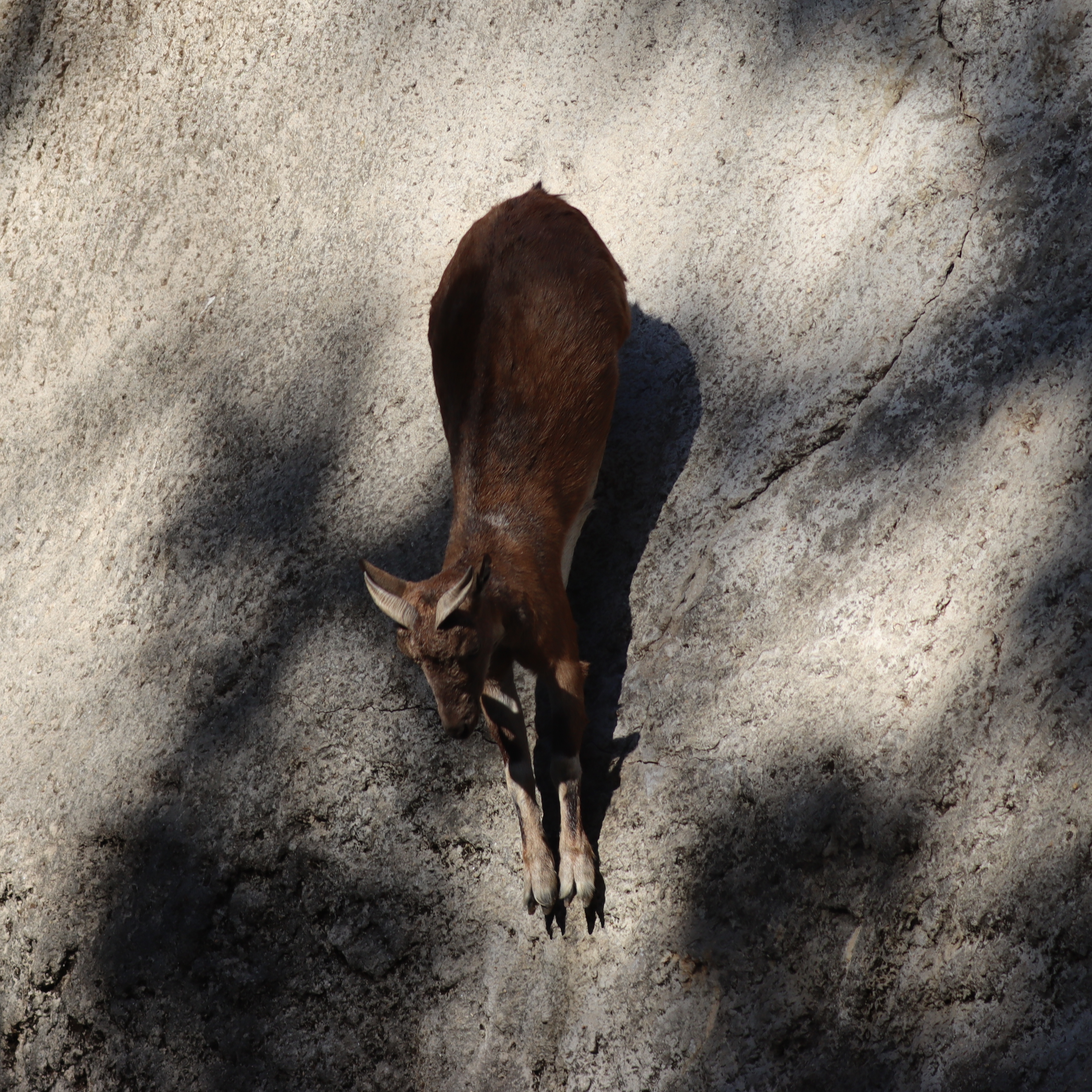 Markhor