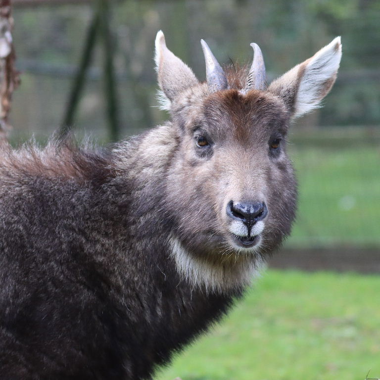 Chinese or Grey Long-tailed Goral