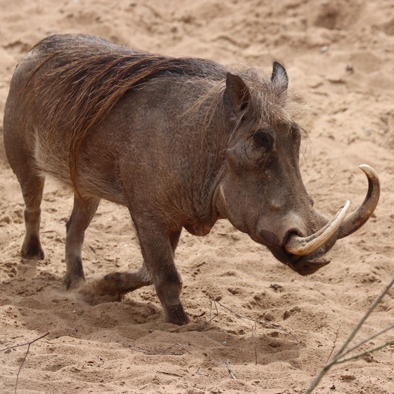 Warthog with tusks
