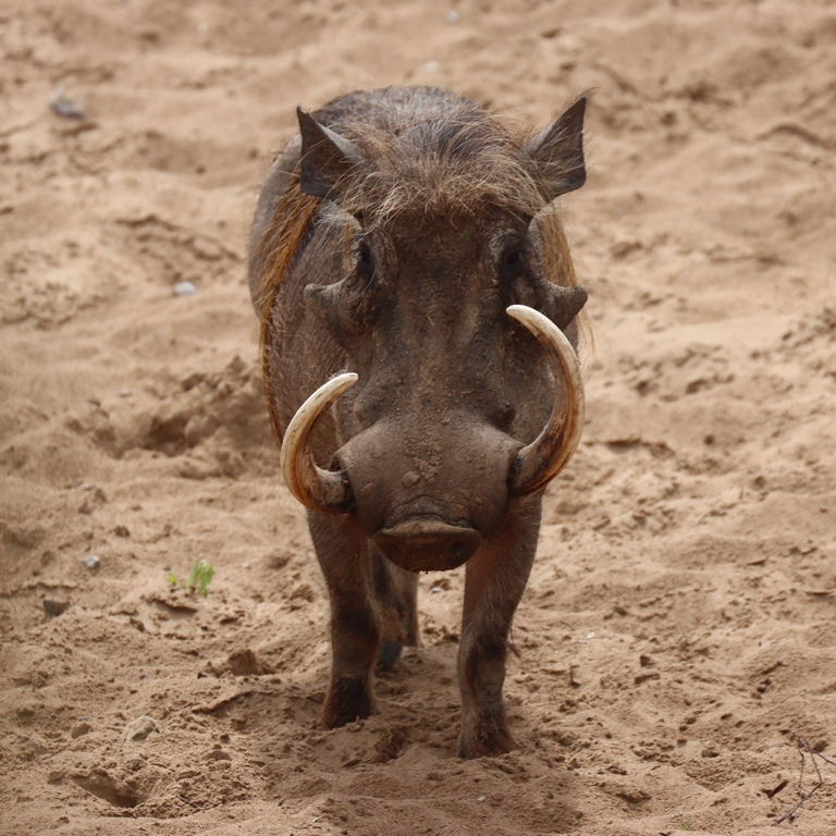 Warthog with blonde highlights