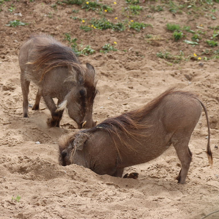 Common Warthog