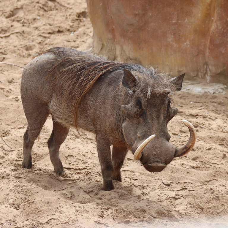 Warthog with tusks