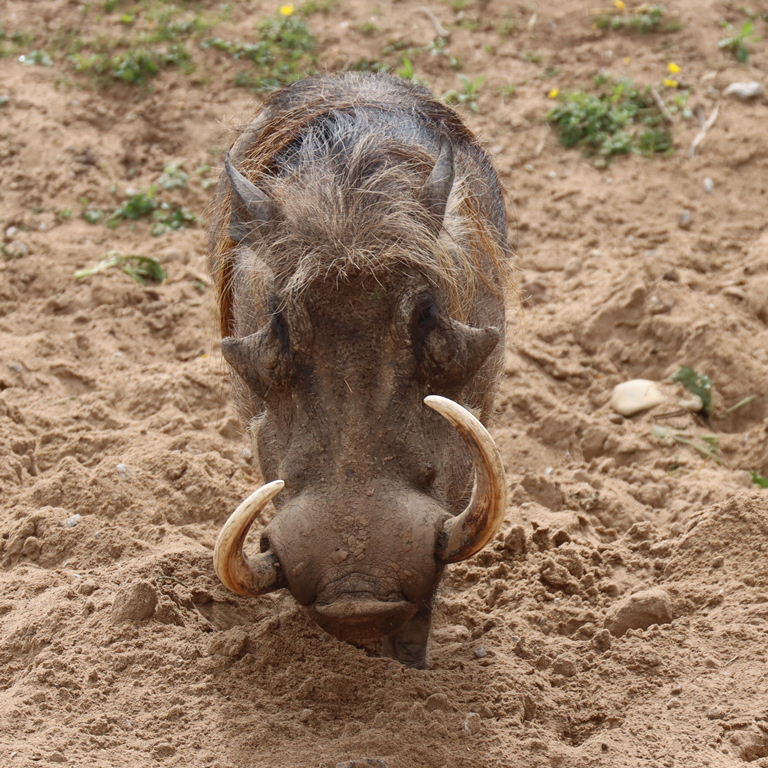 Common Warthog