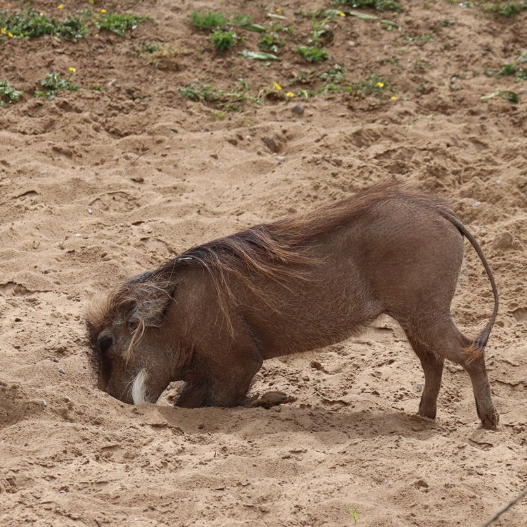 Common Warthog