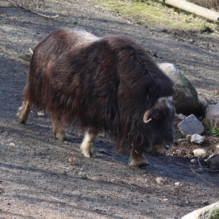 Muskox White-faced
