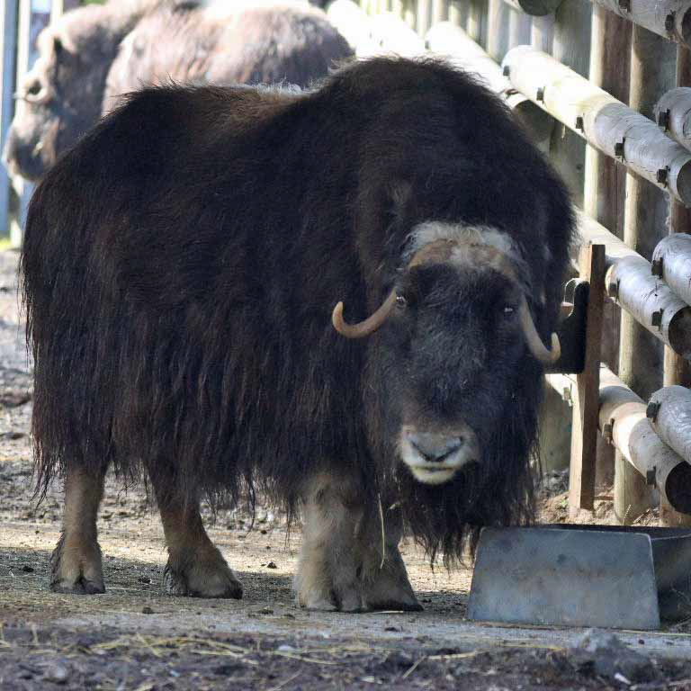 Muskox White-faced