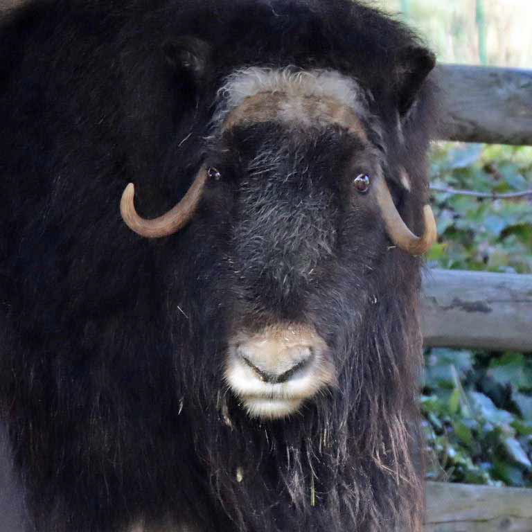 Muskox White-faced