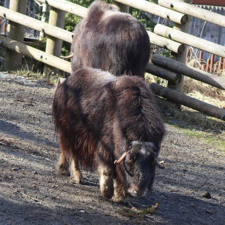 Muskox White-faced