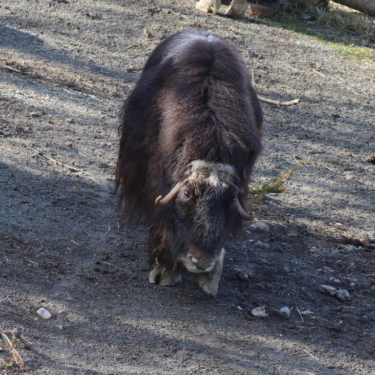 Muskox White-faced