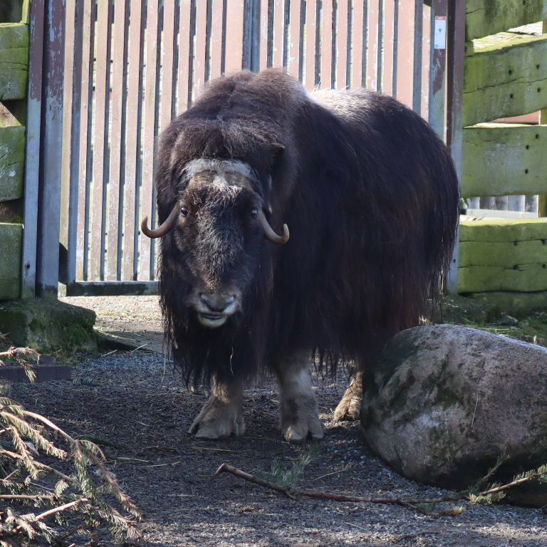 Muskox White-faced