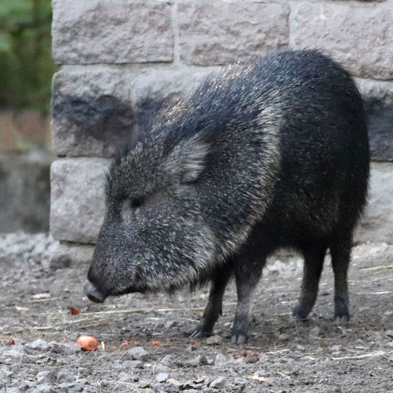 Chacoan Peccary