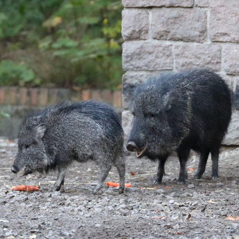 Chacoan Peccary