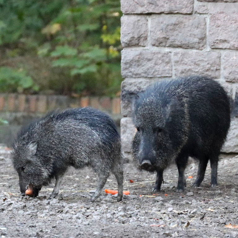 Chacoan Peccary