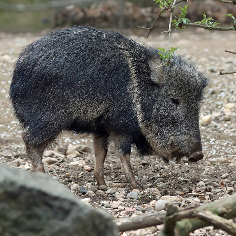 Chacoan Peccary