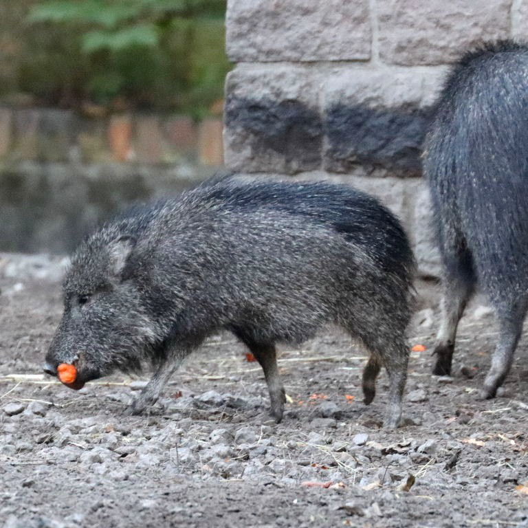 Chacoan Peccary