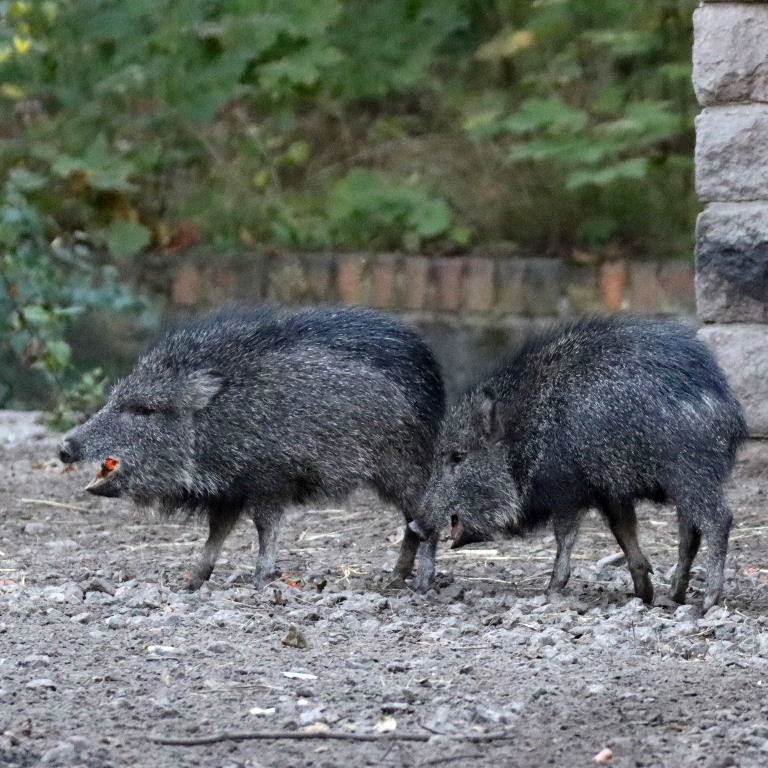 Chacoan Peccary