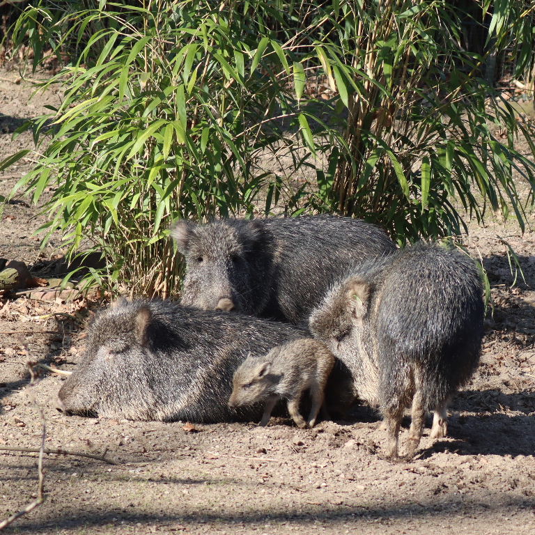 Chacoan Peccary