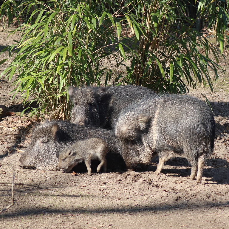 Chacoan Peccary