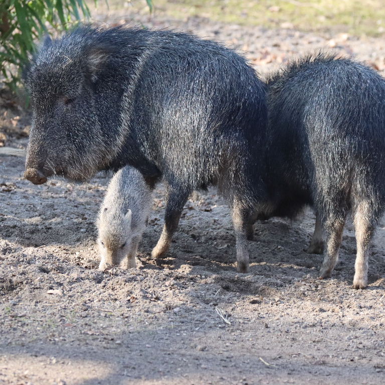 Chacoan Peccary