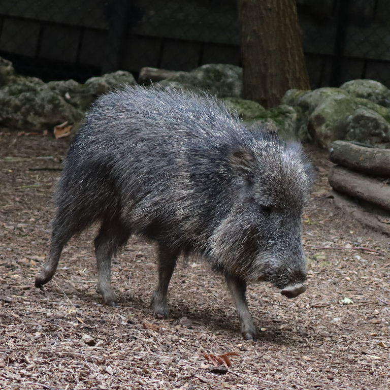 Chacoan Peccary
