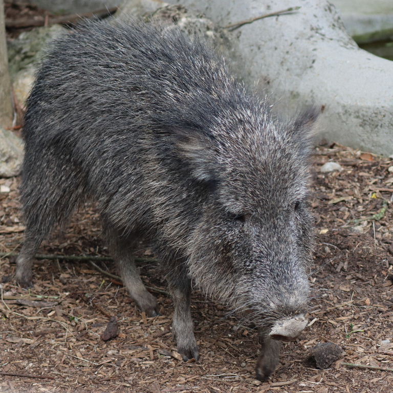 Chacoan Peccary
