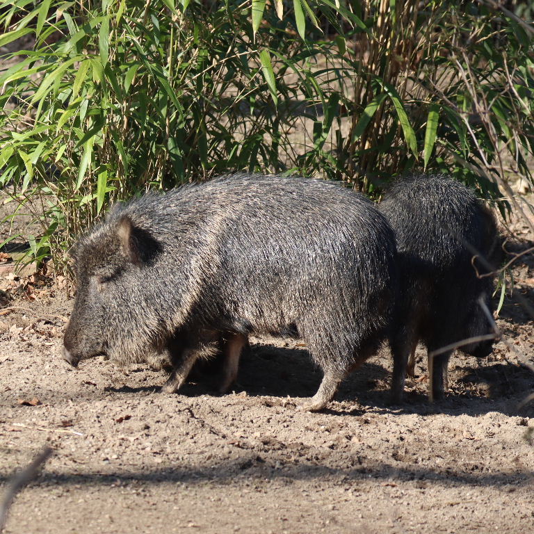 Chacoan Peccary