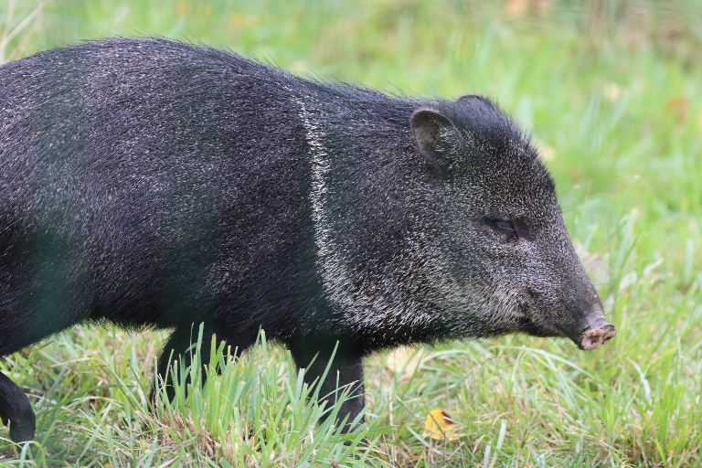 Collared Peccary