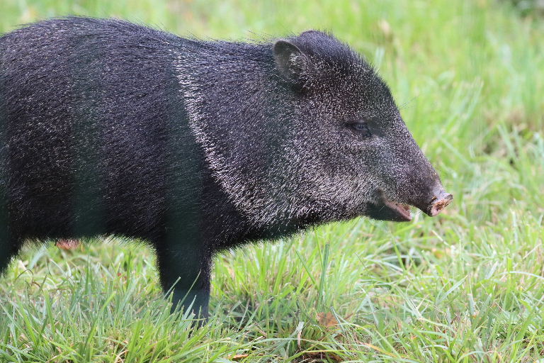 Collared Peccaries