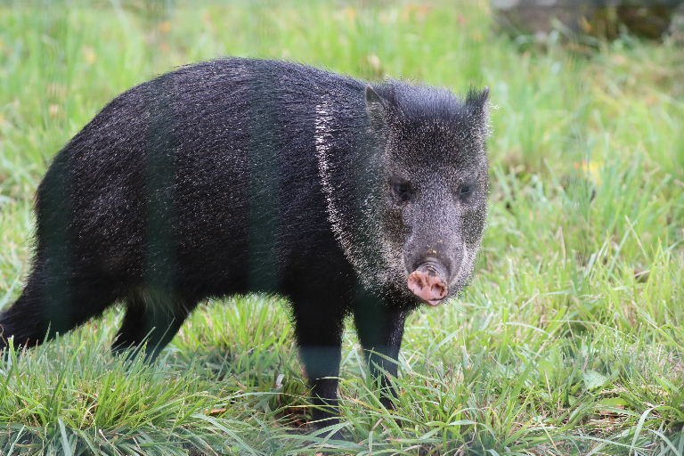 Collared Peccary