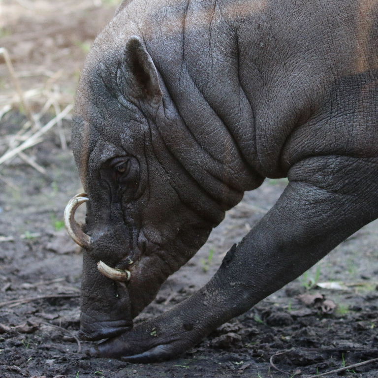 Babirusa