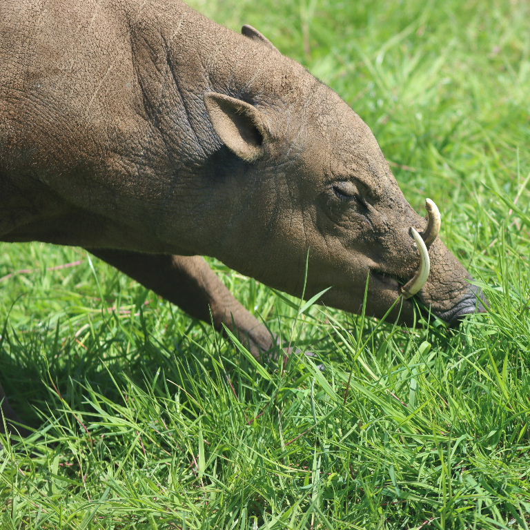 Babirusa