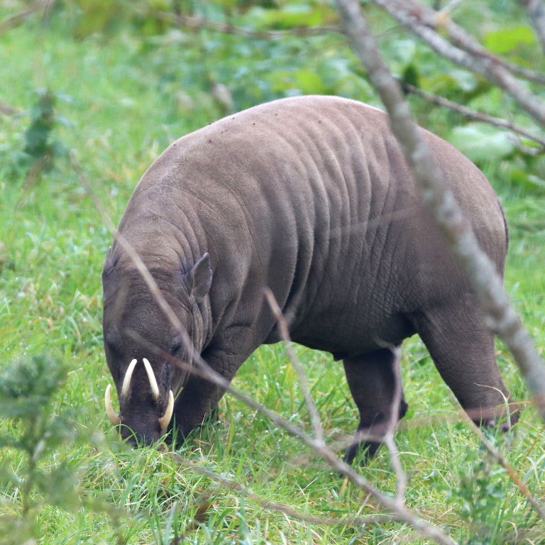 Babirusa