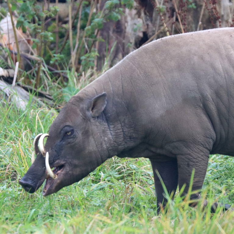 Babirusa