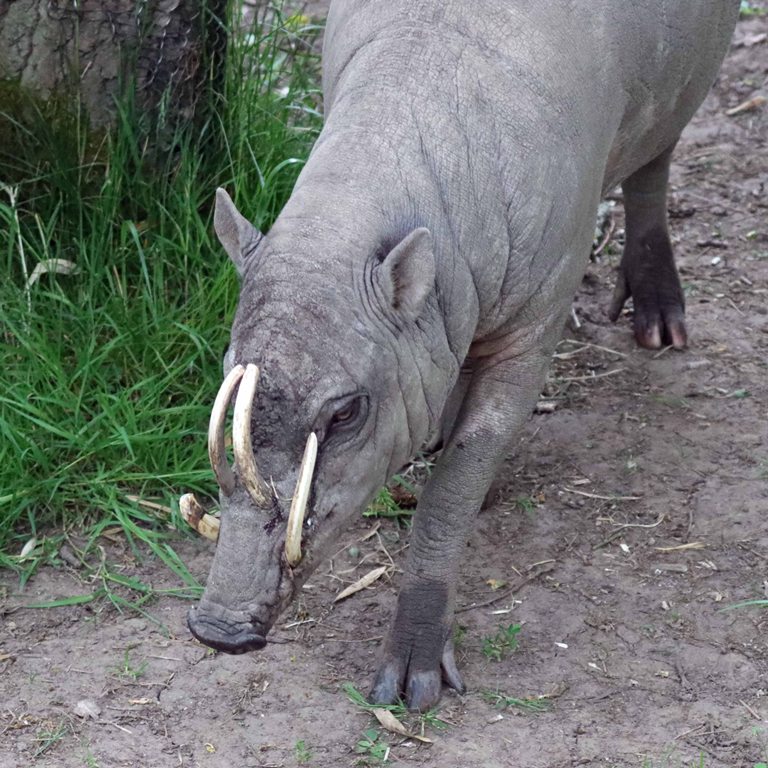 Babirusa