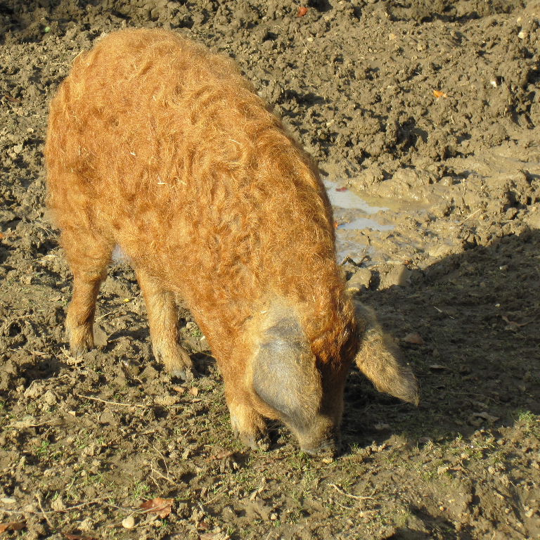 Mangalitsa Pig