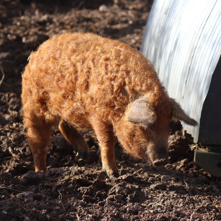 Mangalitsa Pig