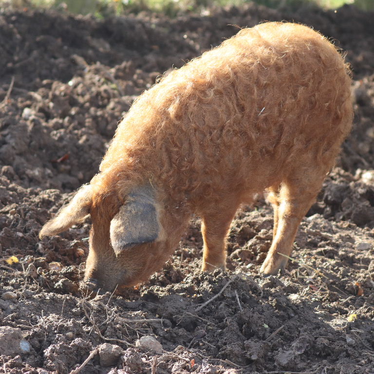 Mangalitsa Pig