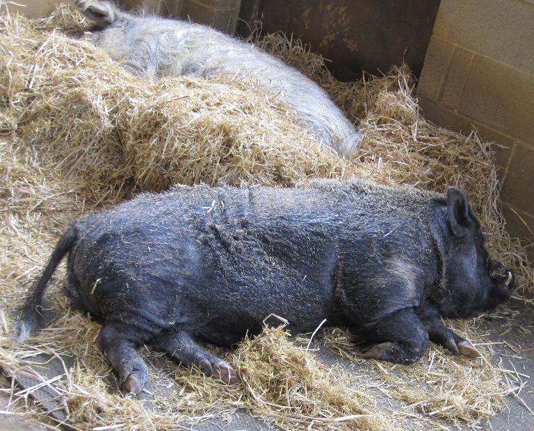 Mangalitsa Pig