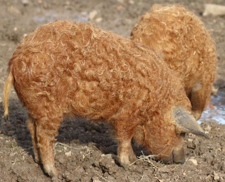 Mangalitsa Pig