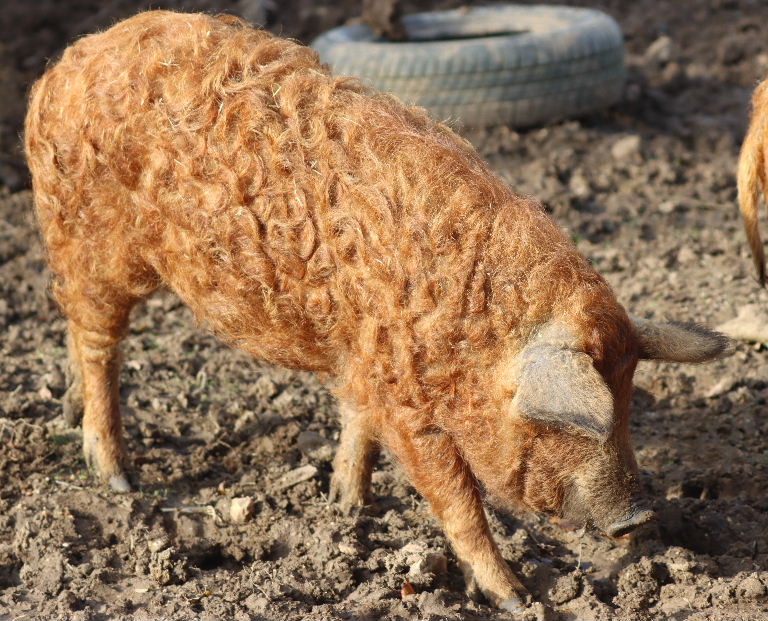 Mangalitsa Pig