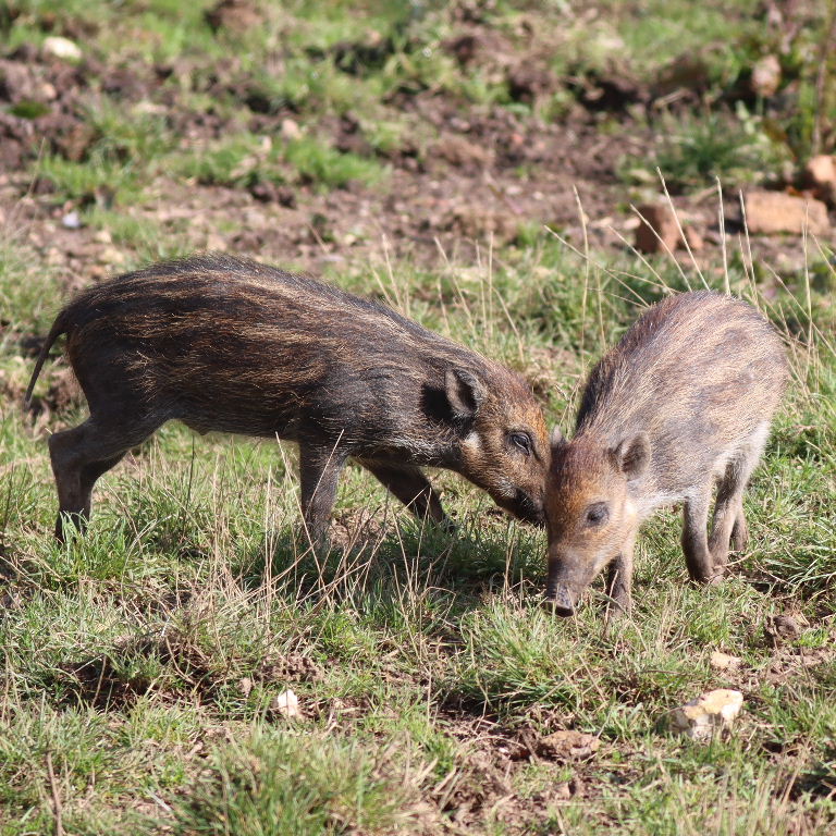 Visayan Warty Piglets