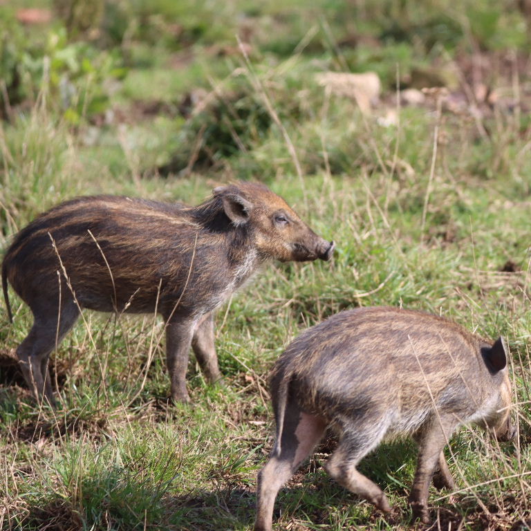 Visayan Warty Piglets
